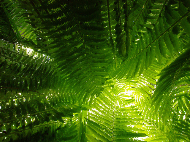 Луч света сквозь папоротник