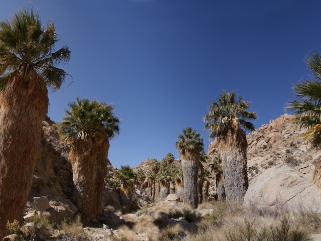 Кактусы в каменной пустыне