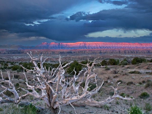 Засохшее дерево в пустыне