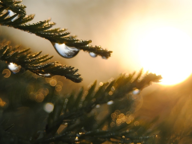 Капли на ветках дерева