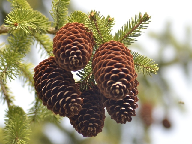 Еловые шишки на ветке