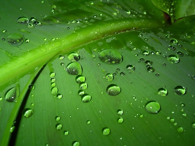 Зеленый лист с каплями воды