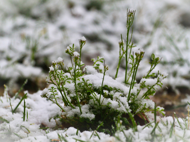 Зелень пробивается сквозь снег