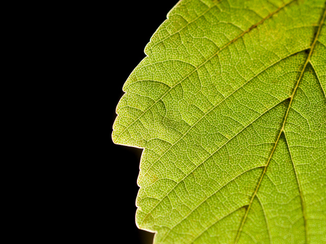 Лист крупным планом на чёрном фоне