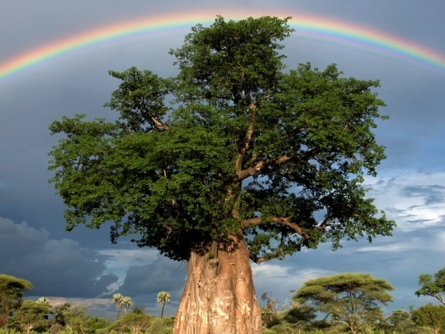 Радуга над толстым деревом