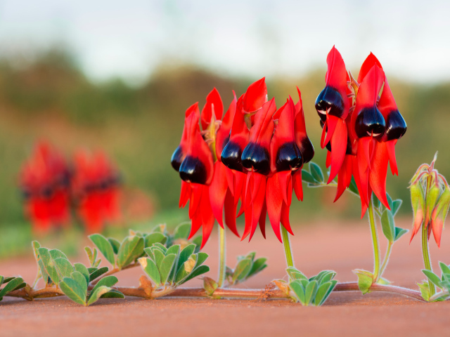 Красные цветы на ветке