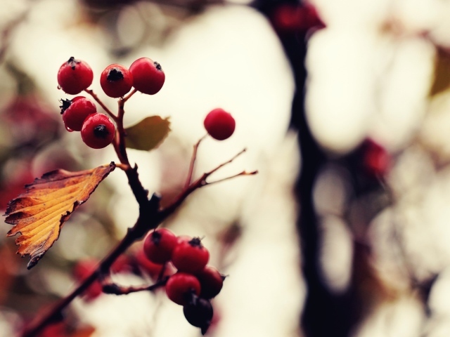 Созревшие ягоды на дереве