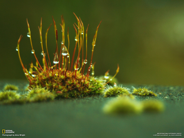 Маленькие ростки с каплями