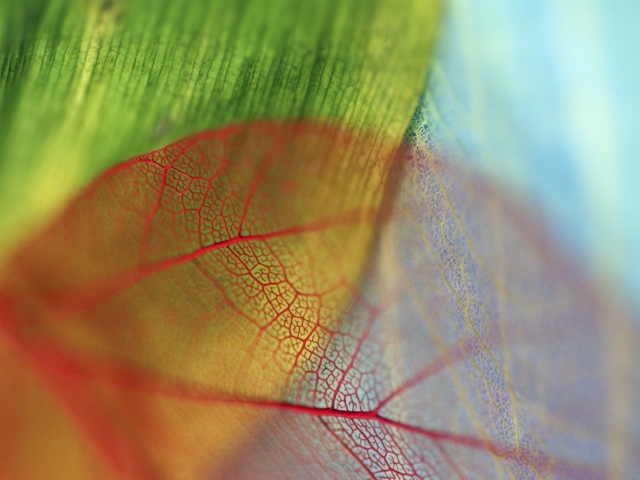 Прожилки прозрачного листа
