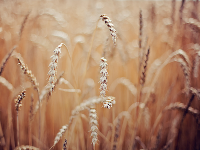 Колоски пшеницы