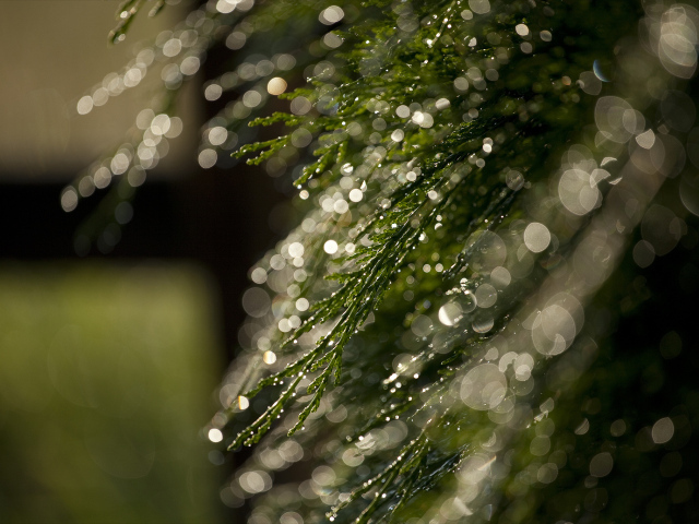 Блики росы на ветках
