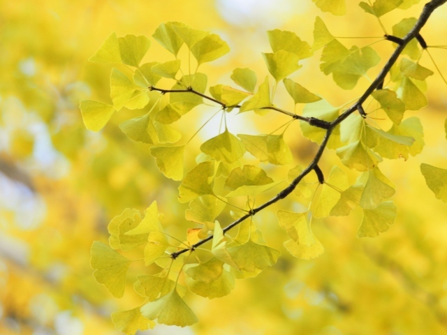 Дерево Гинко Билоба