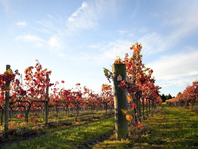 Плантация виноградника