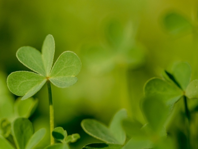 Молодой зеленый листик