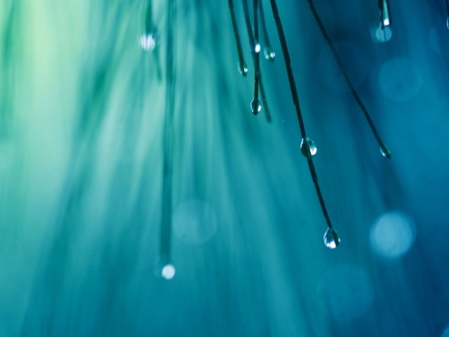 Капли воды на иголках дерева