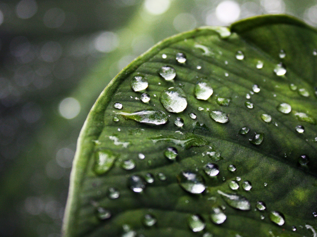 Лист с каплями воды