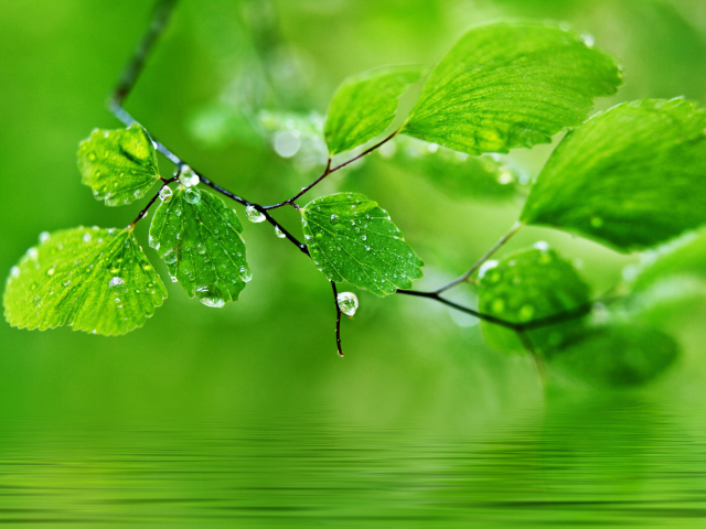 Ветка с каплями