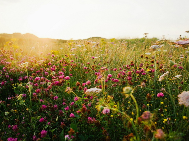 Полевой клевер