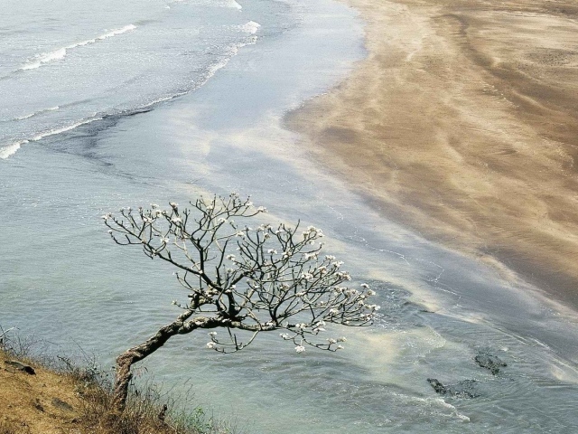 Цветущее дерево в Индии