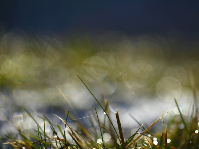 На траве утренняя роса