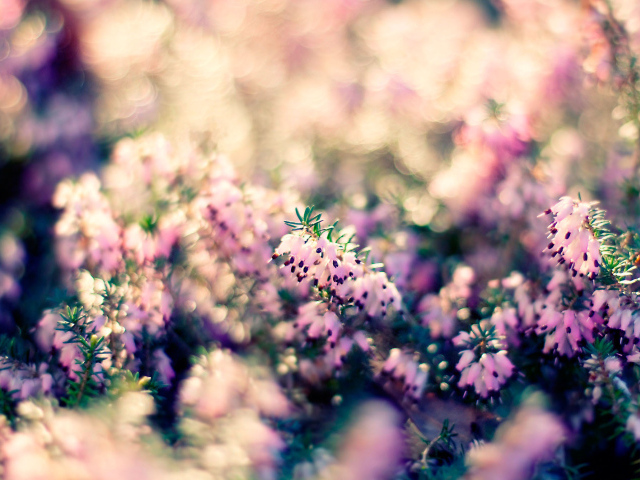 Растение с цветами