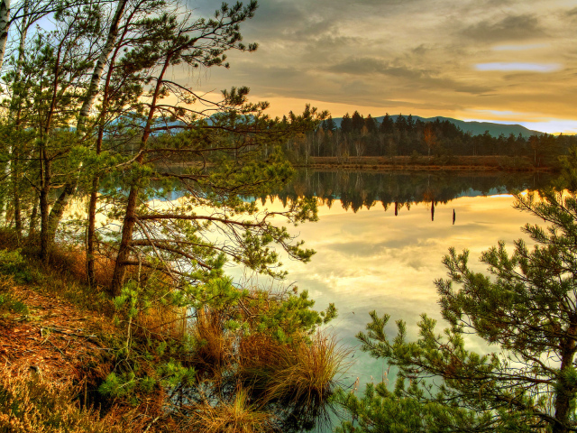 Лесное озеро на закате