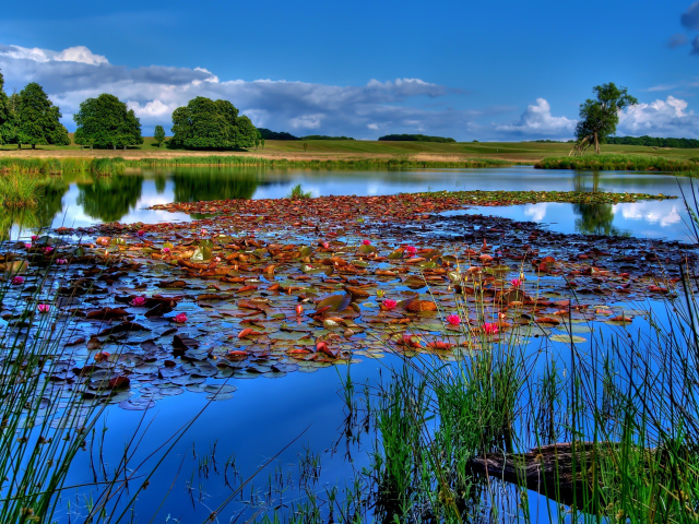 Растения на поверхности озера