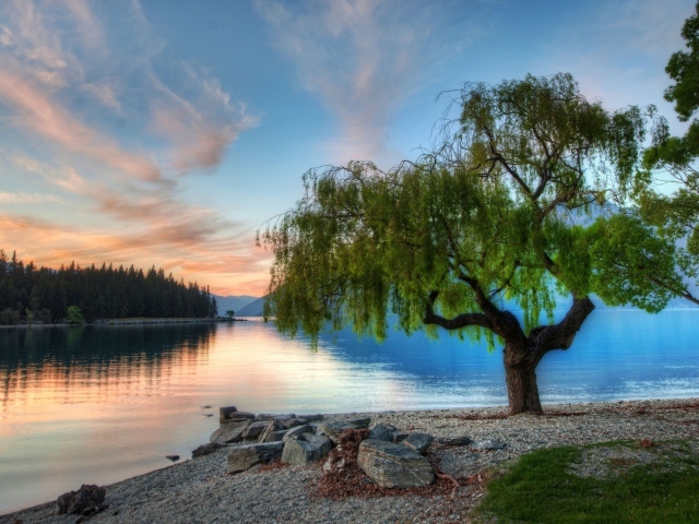 Дерево на берегу озера