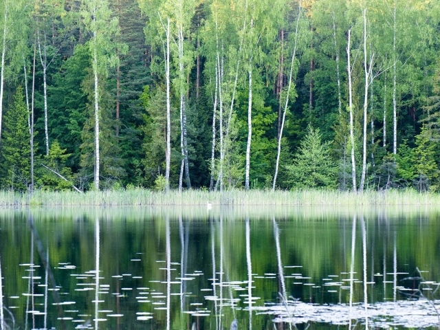 Лесное озеро в Польше