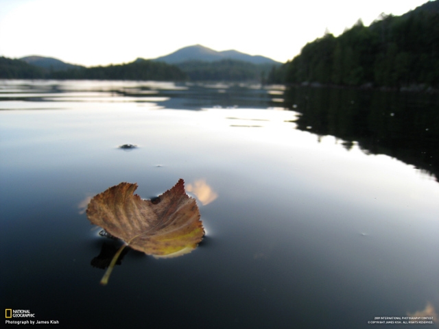 Листок на горном озере