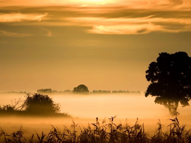 Утренний туман над болотом