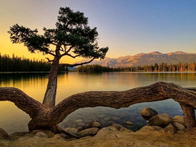 Старое дерево на берегу озера