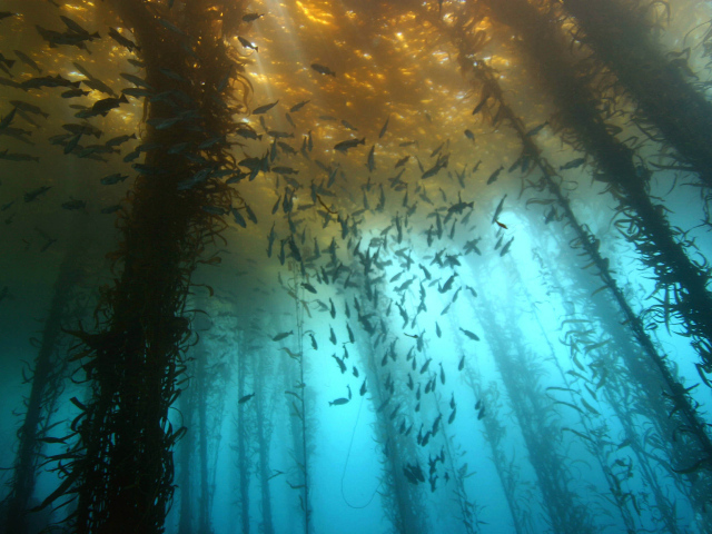 Подводный лес из водорослей