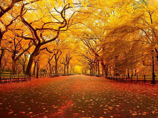 Осенний городской парк