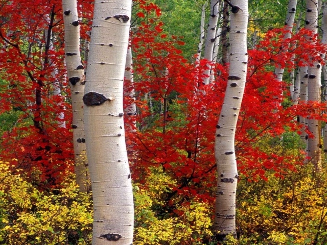 Осенний лес в Колорадо