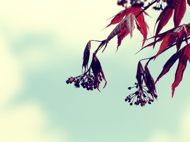 Осеннее растение