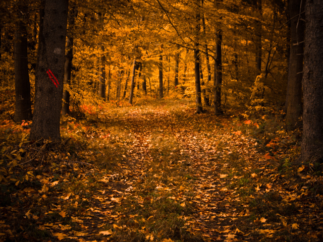 Дорога в осеннем лесу