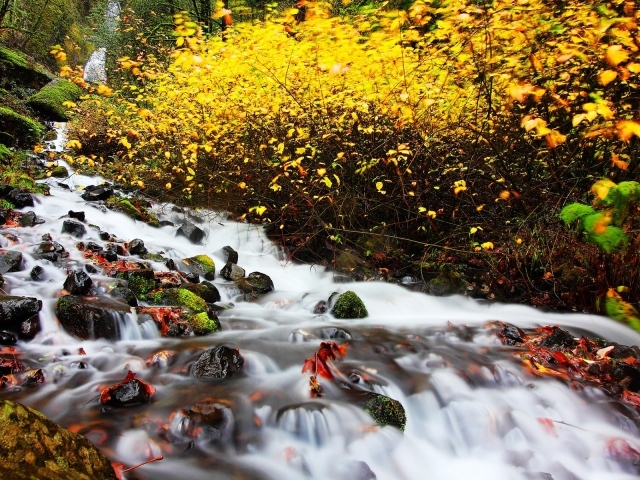 Река в осеннем лесу