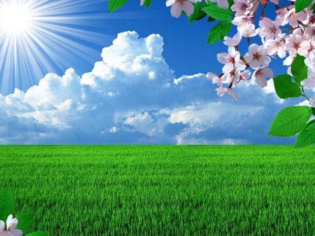 Красивое поле весной