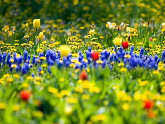 Цветы весной