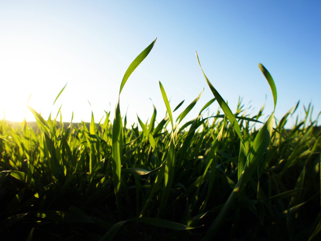 Лучи солнца весной