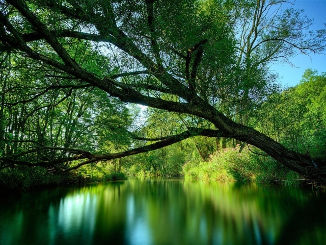 Весенняя река в лесу