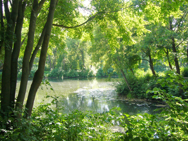 Весенние деревья