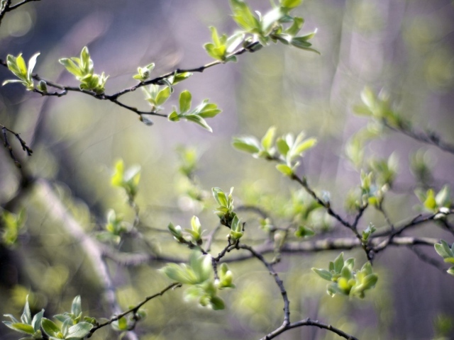 Первая весенняя зелень