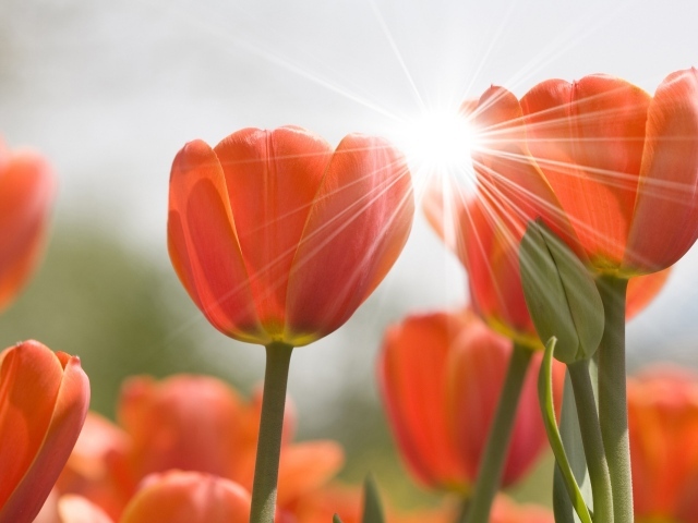 Тюльпаны на весеннем солнце