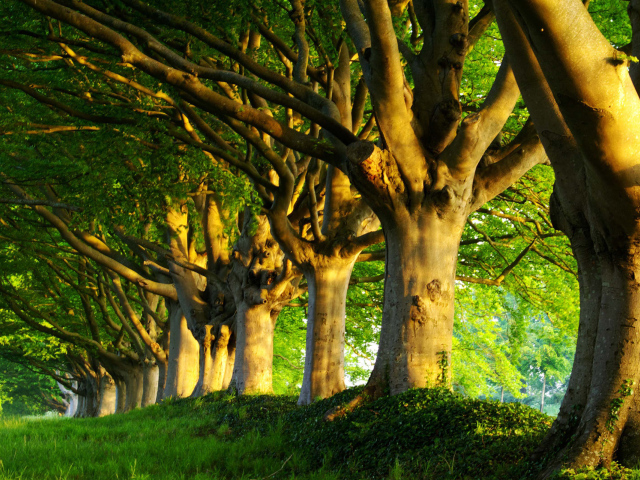 Лесное весеннее утро