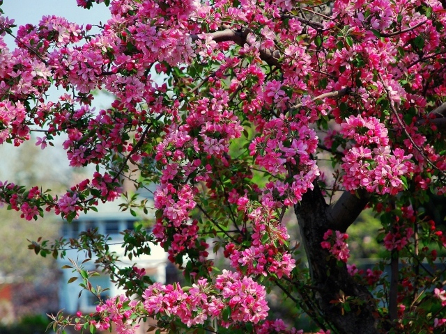 Дерево с весенним цветом 