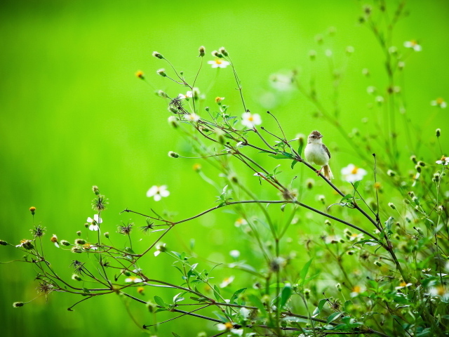 Птичка на летней траве