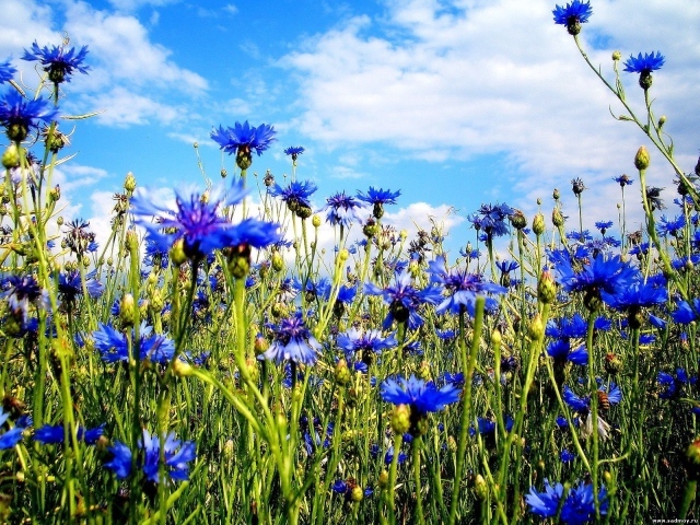 Синие летние цветы