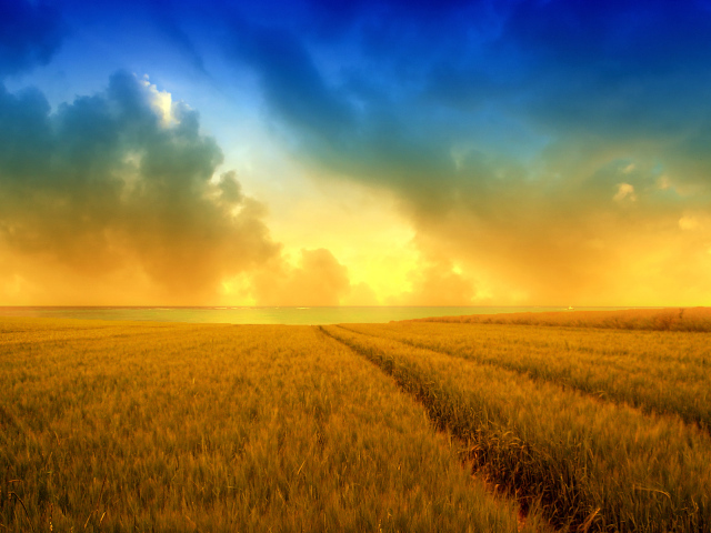 Яркое поле летней пшеницы